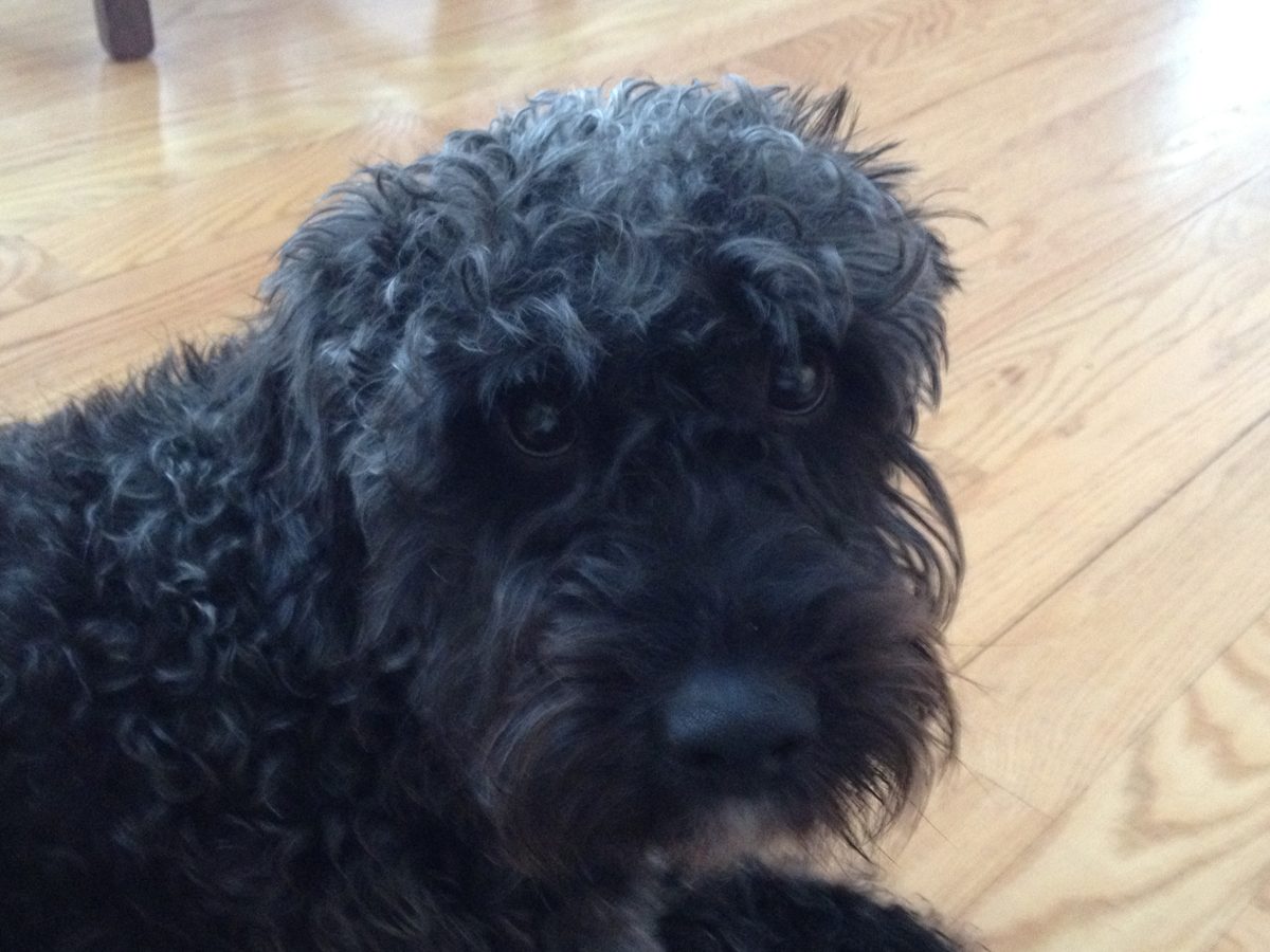 Barkis, a curly black dog, close up