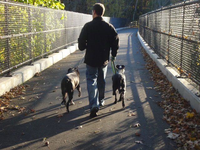 Walking two dogs across a trail bridge