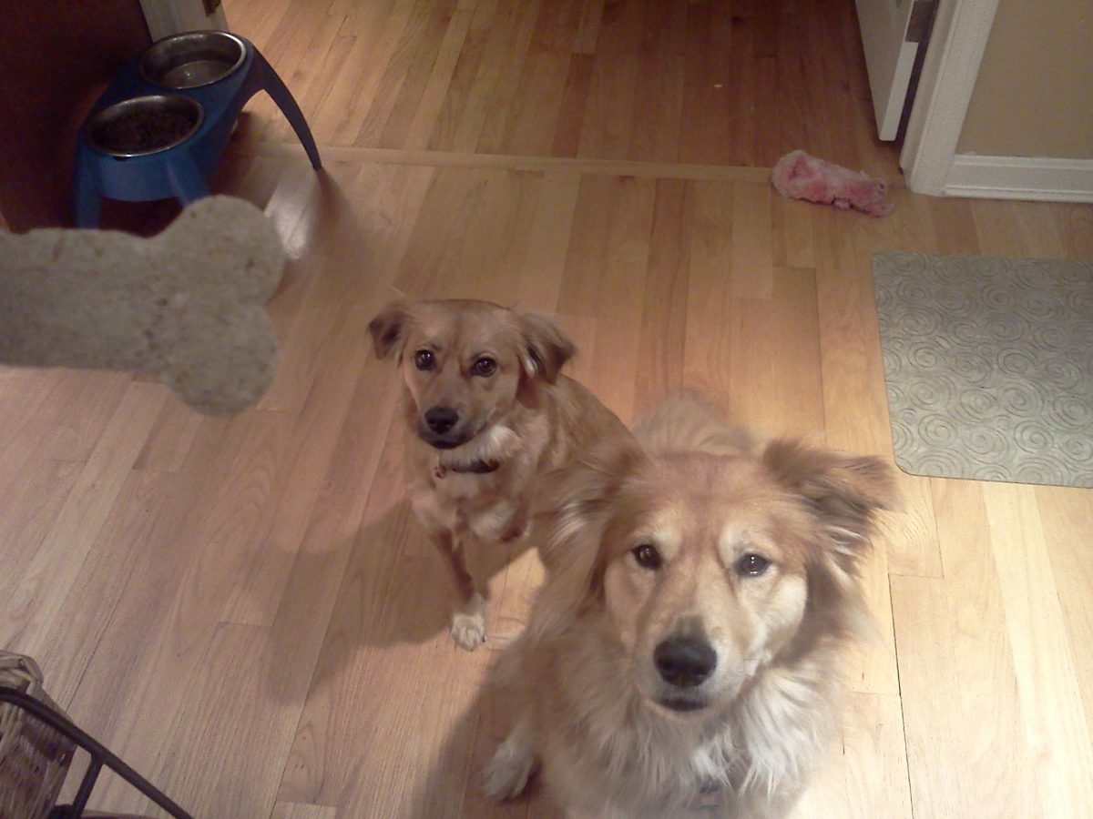 Chase and Kaya waiting for treats