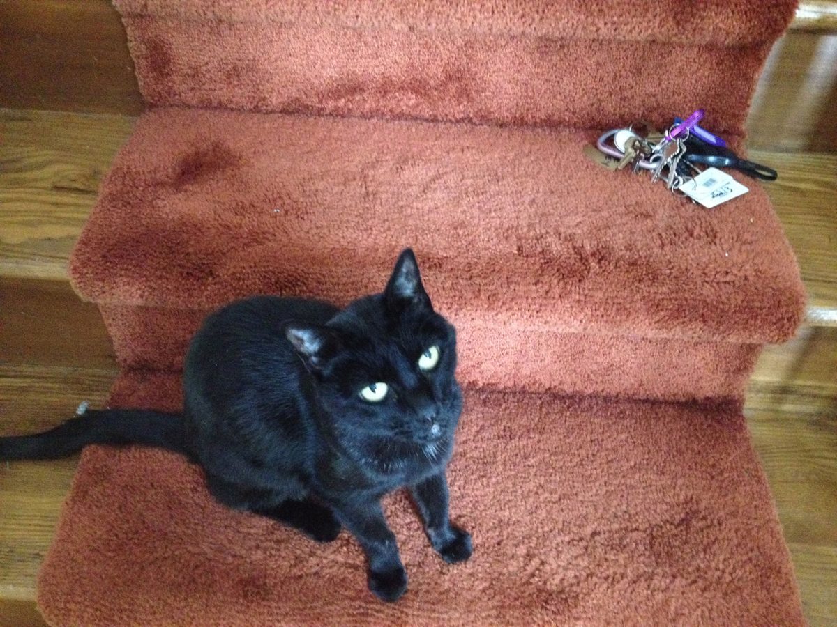 Coco, a black cat, on the stairs