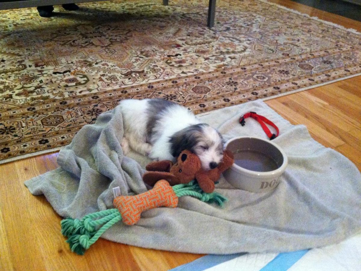 Cooper, a puppy, napping with toys