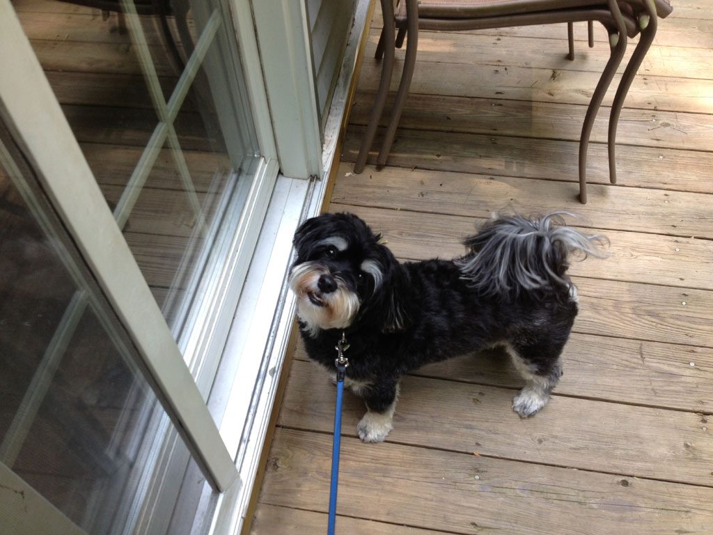 Fletcher, a small black and white dog, ready for a walk