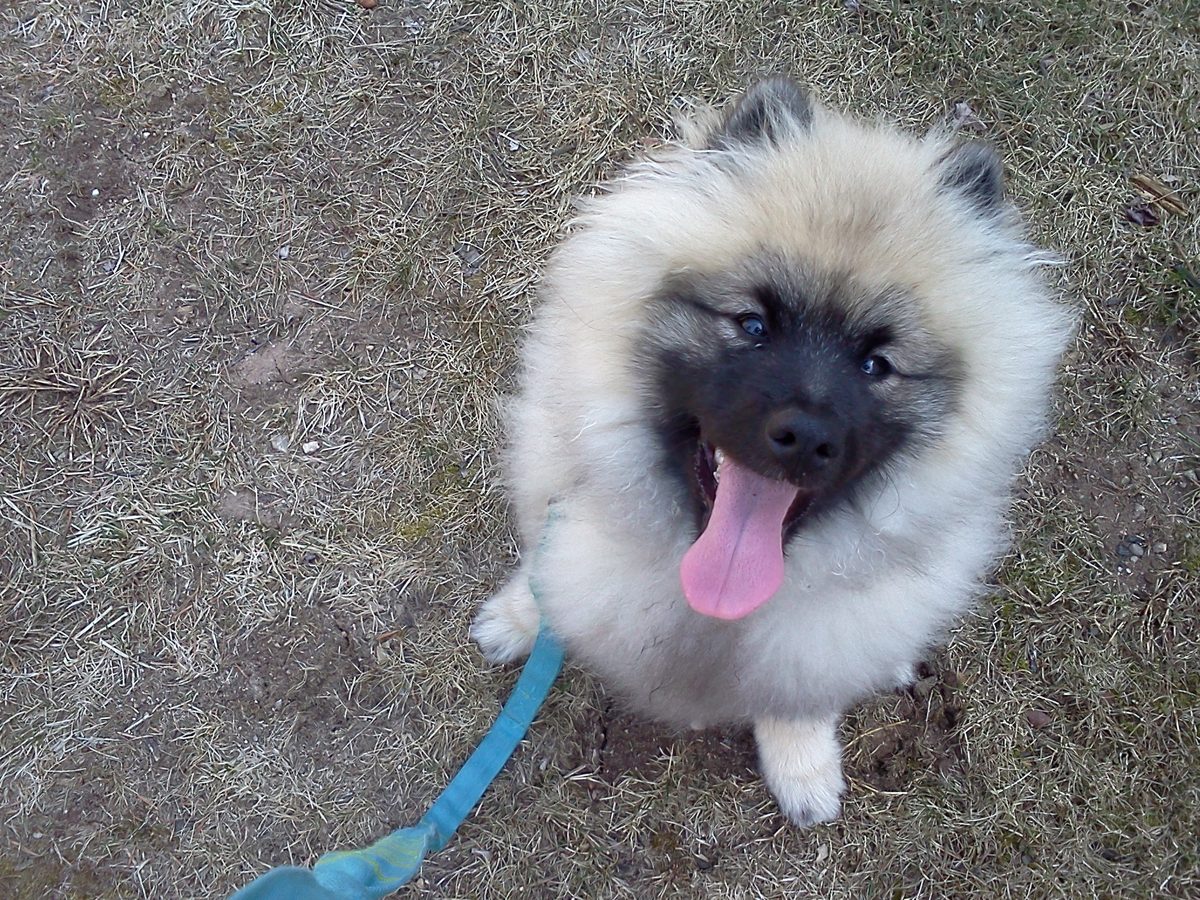 Griffin, a fluffy keeshond, grinning on a walk