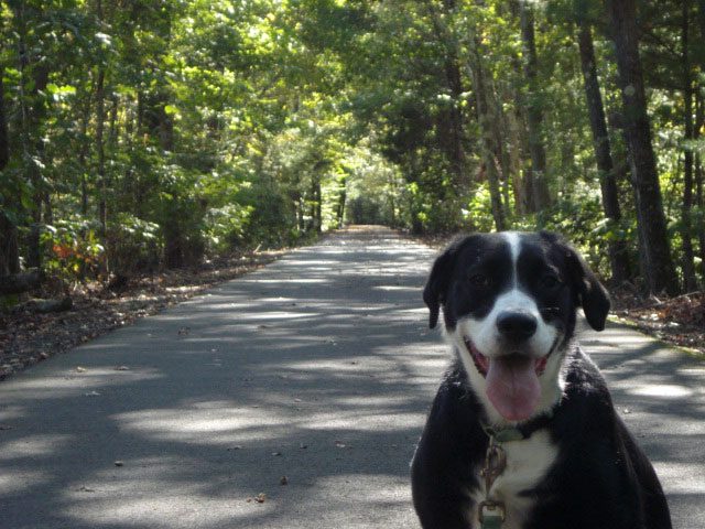 Summer, a black and white dog, smiling on a wooded path