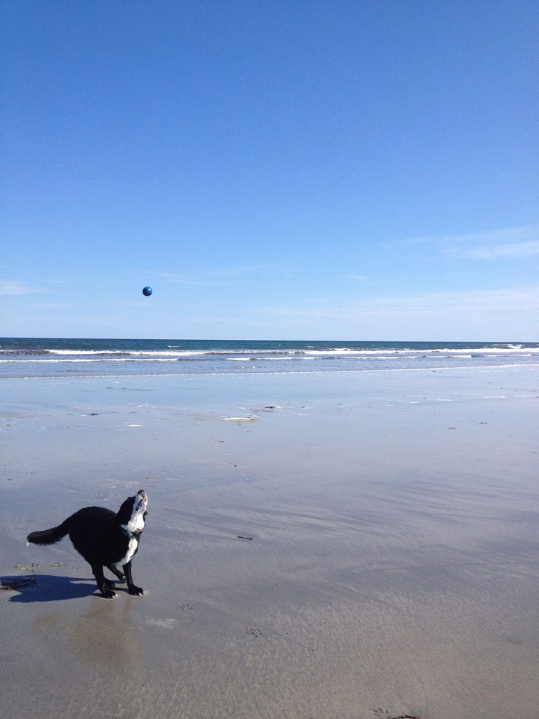 A dog chasing a ball on the beach at York Beach, Maine